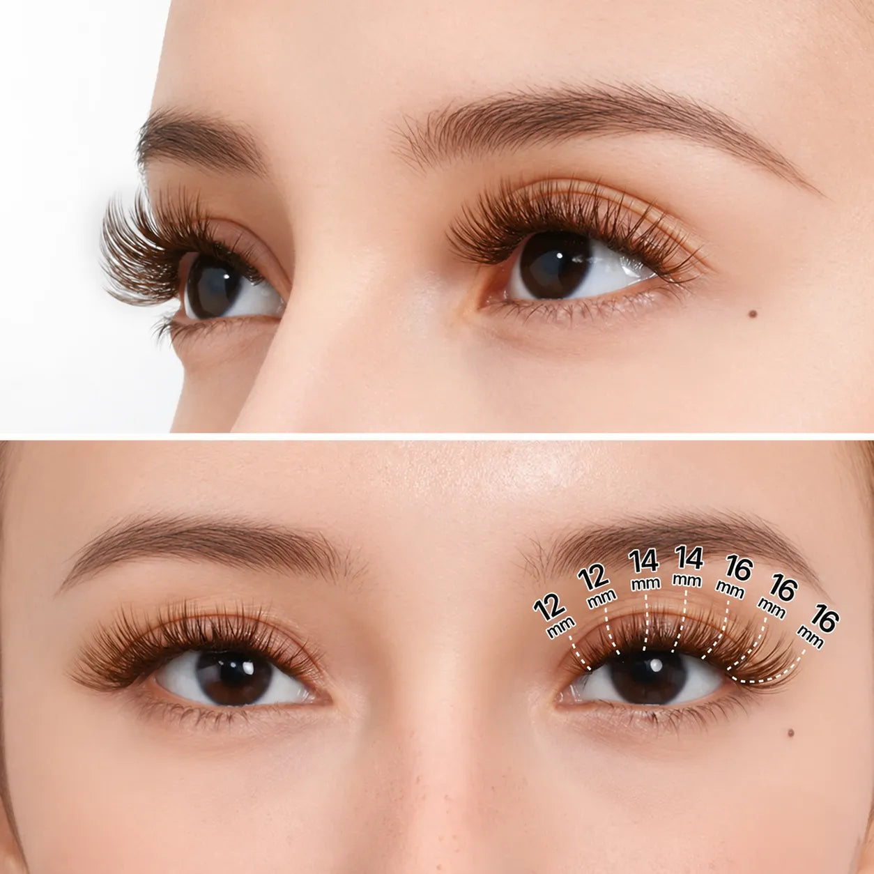 Fairy Dust-Chestnut Brown